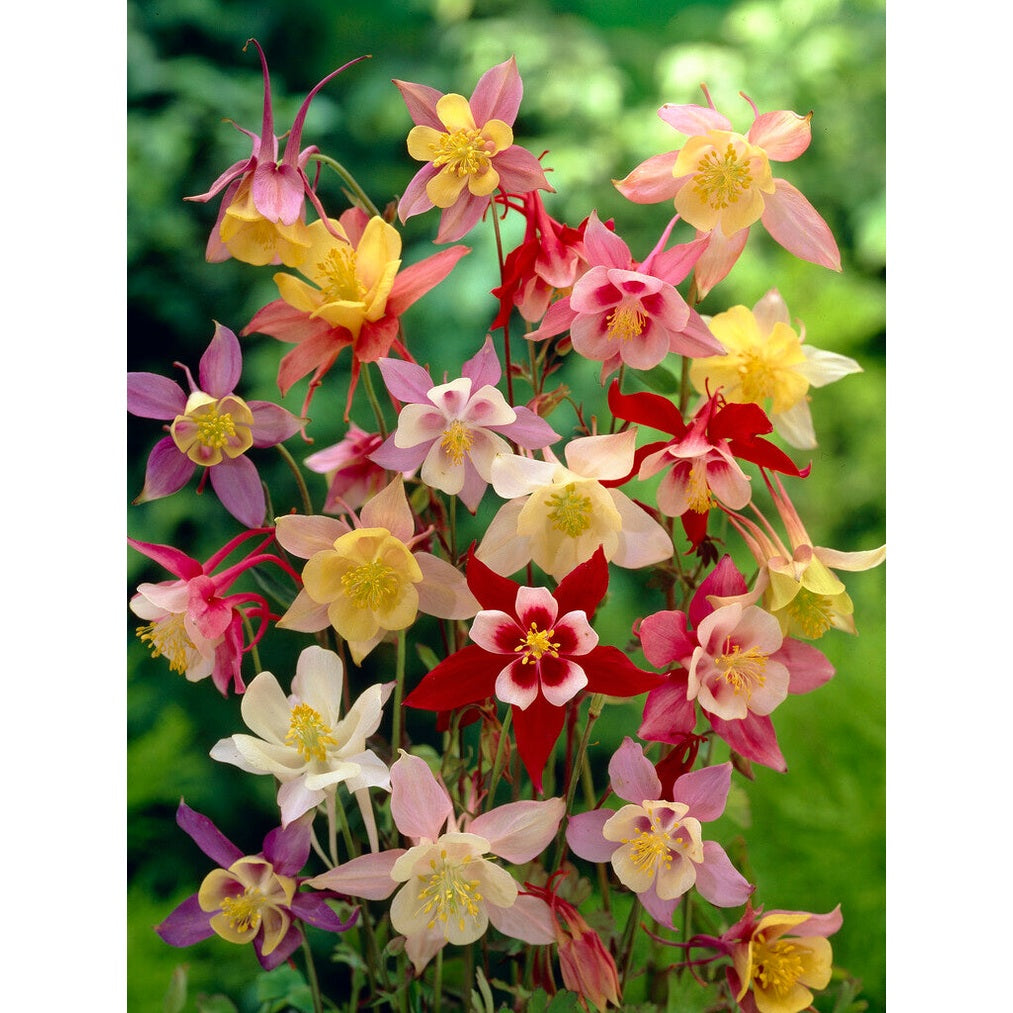 Akleja-Aquilegia Mixed 3-pack